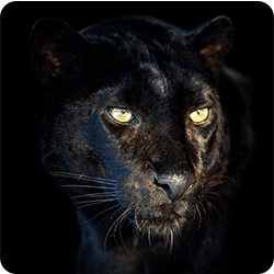 Panther